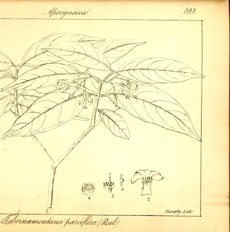 Plate 393
