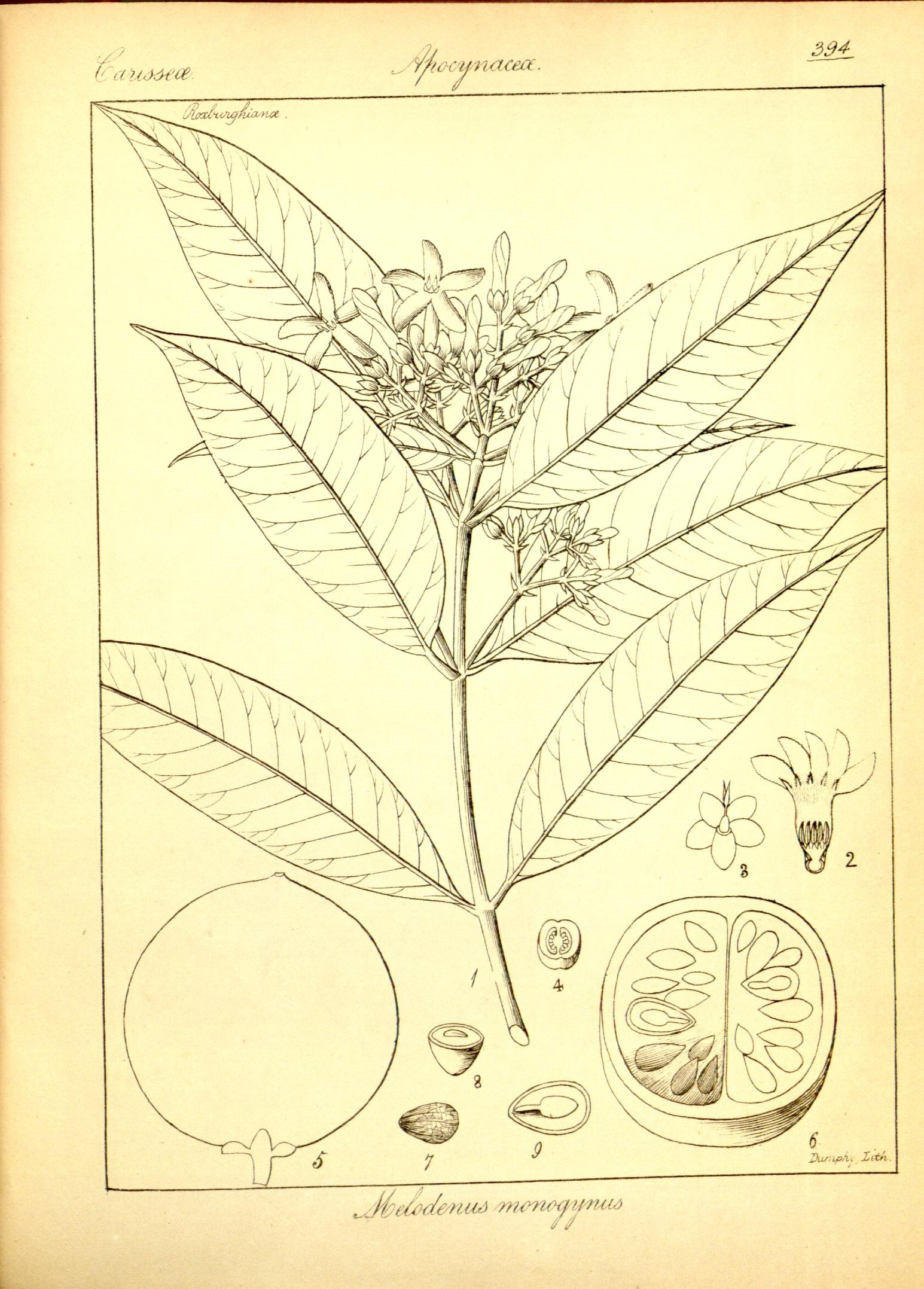 Plate 394