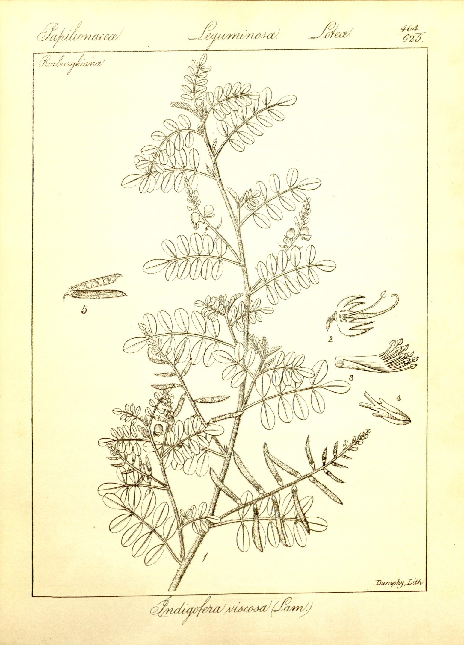 Plate 404