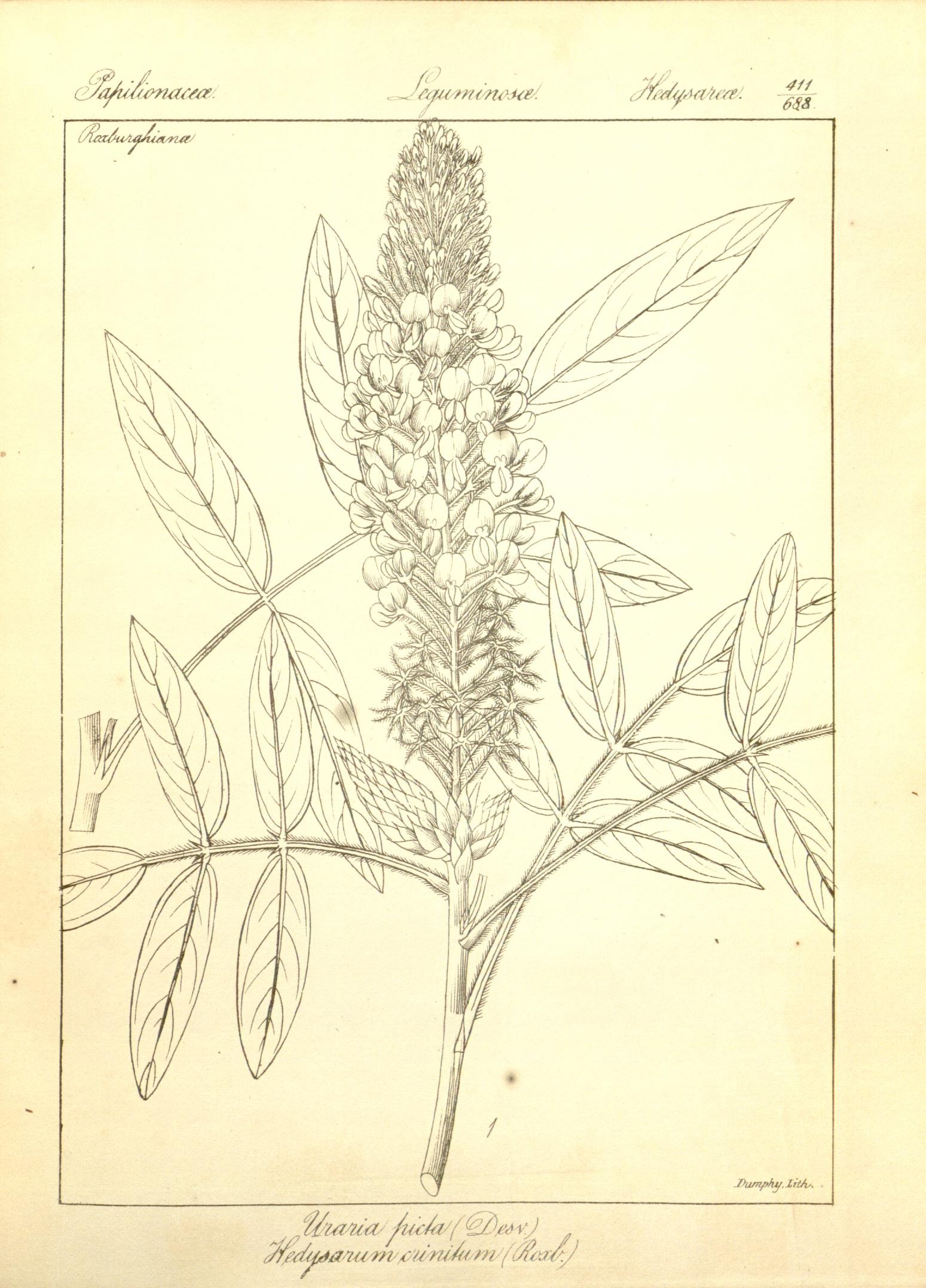 Plate 411