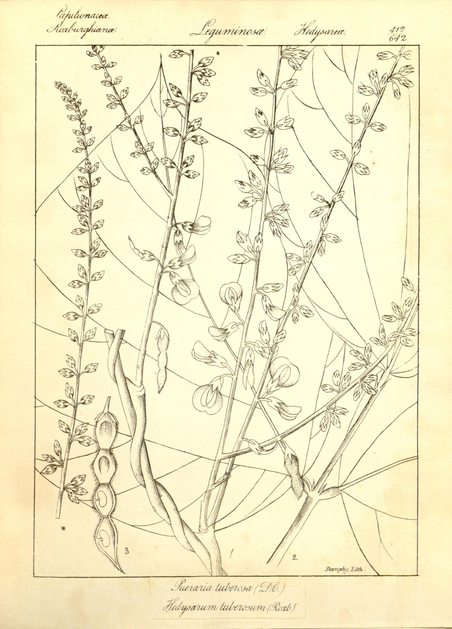 Plate 412