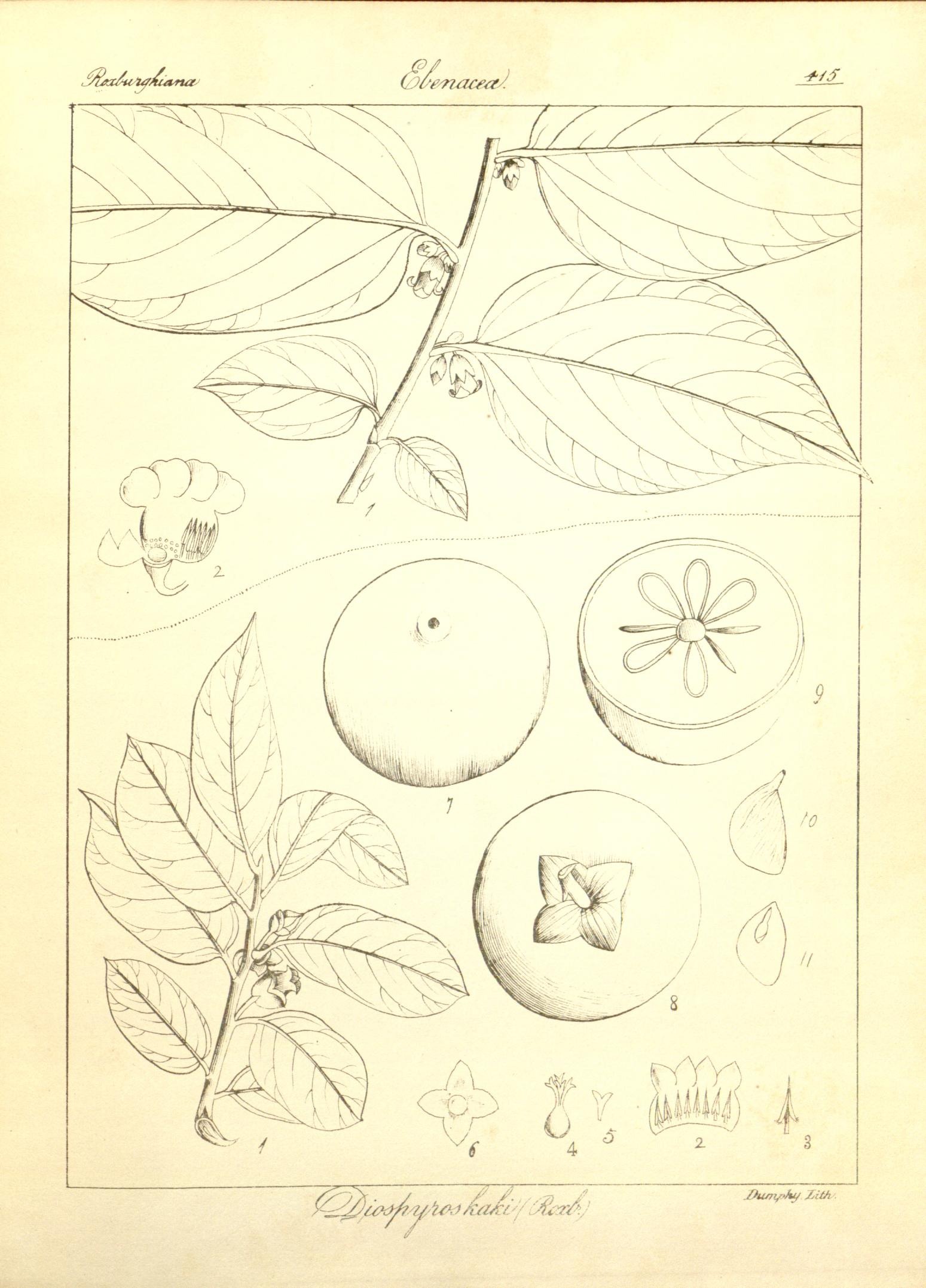 Plate 415