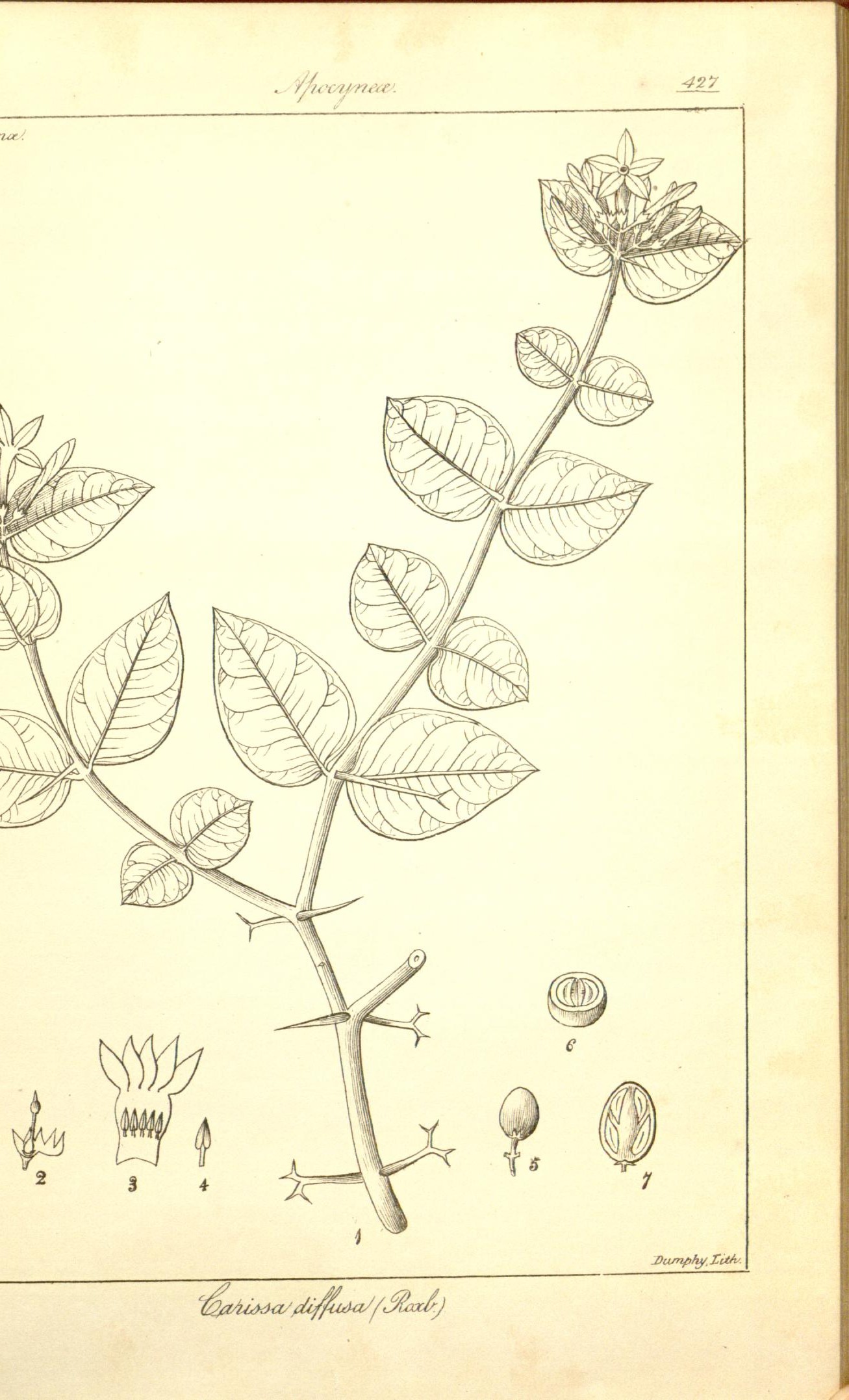 Plate 427