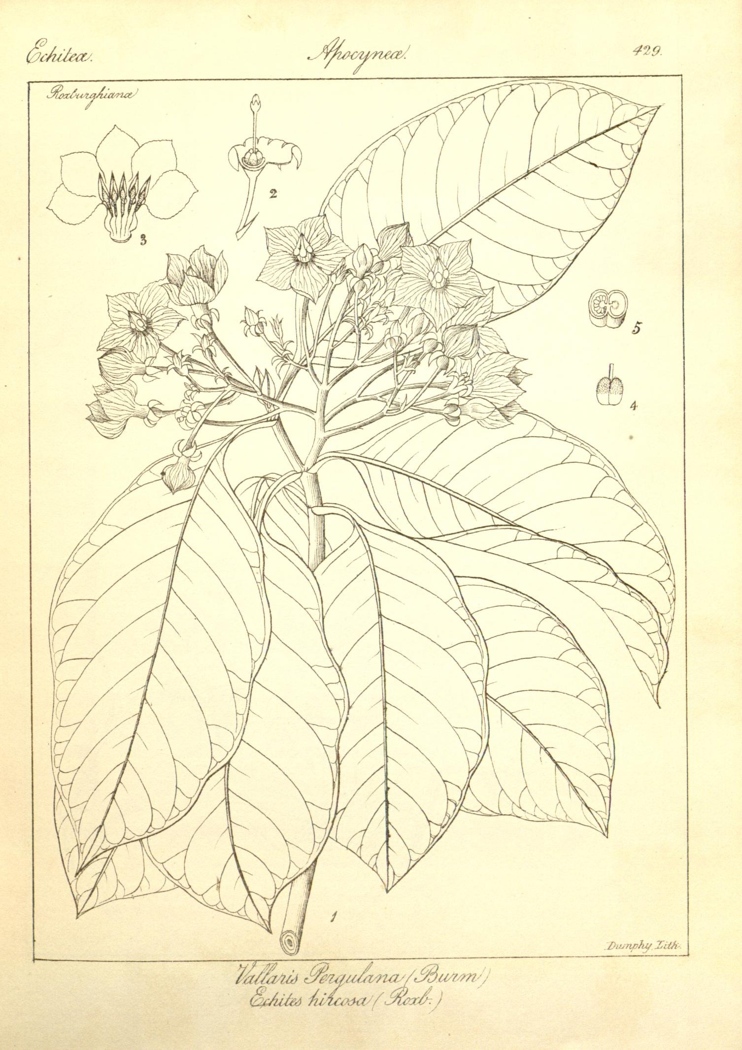 Plate 429
