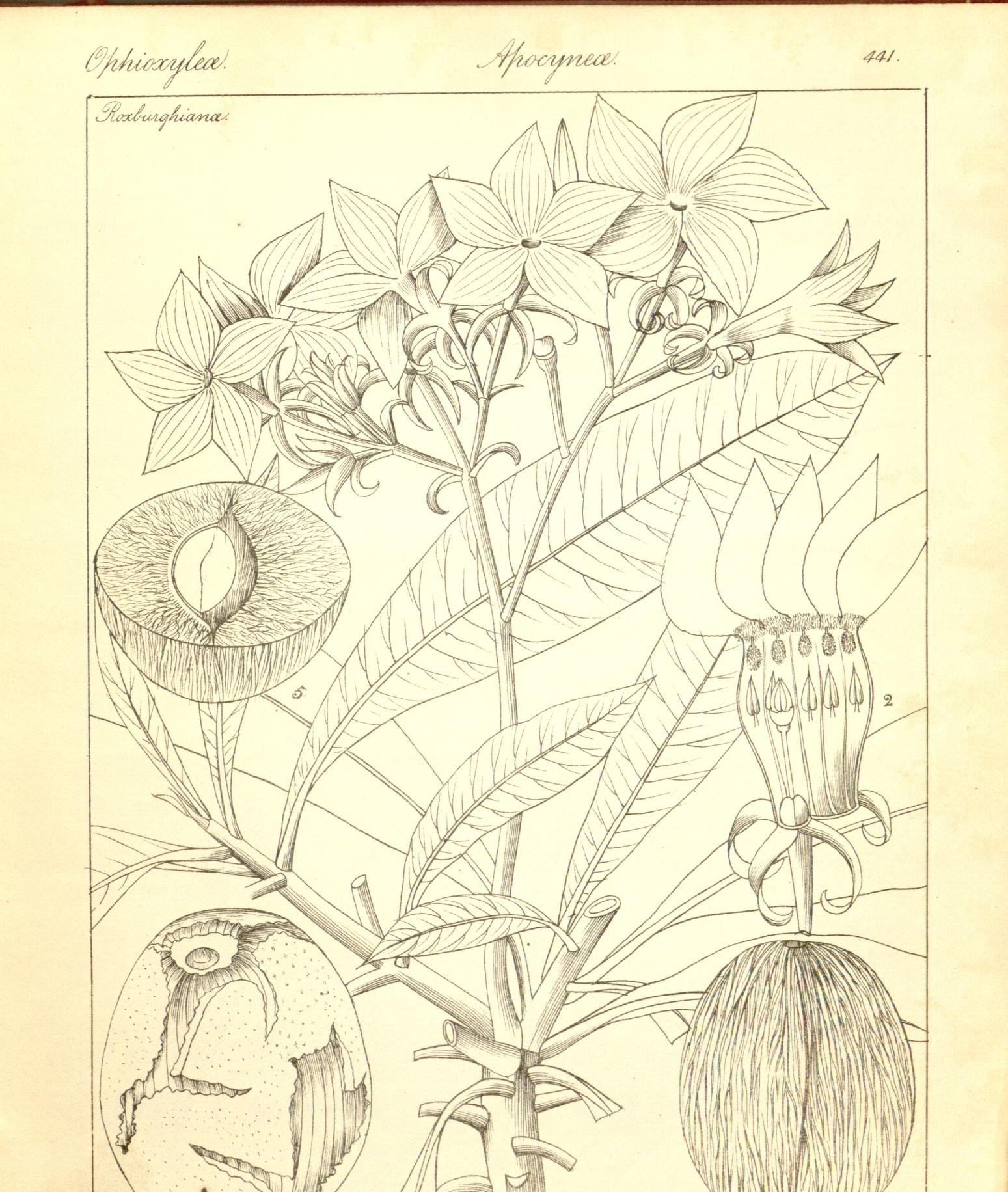 Plate 441