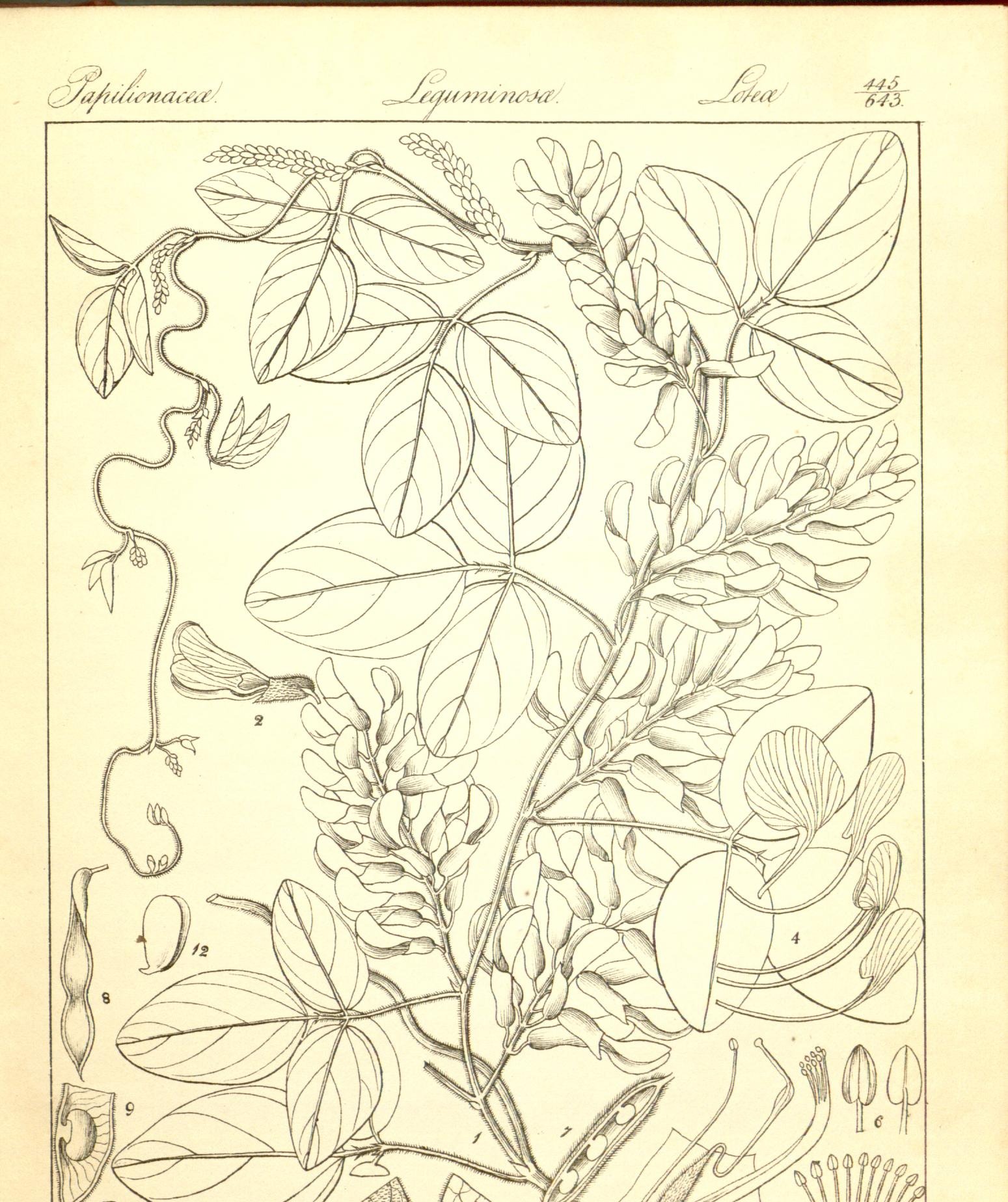Plate 445