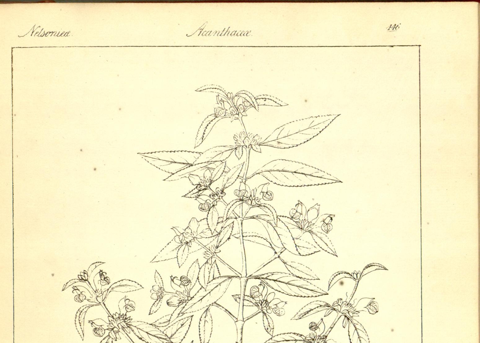 Plate 446