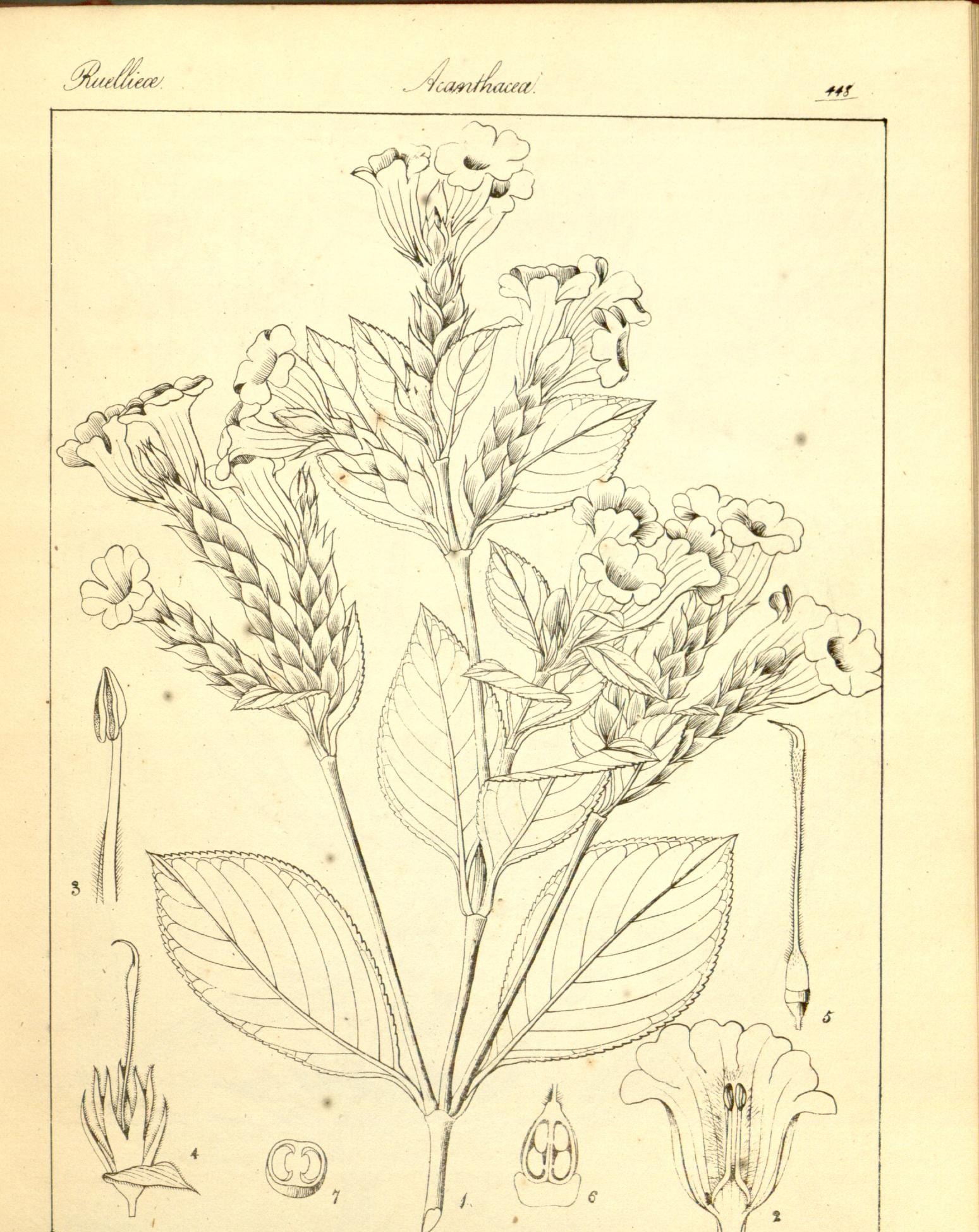 Plate 448