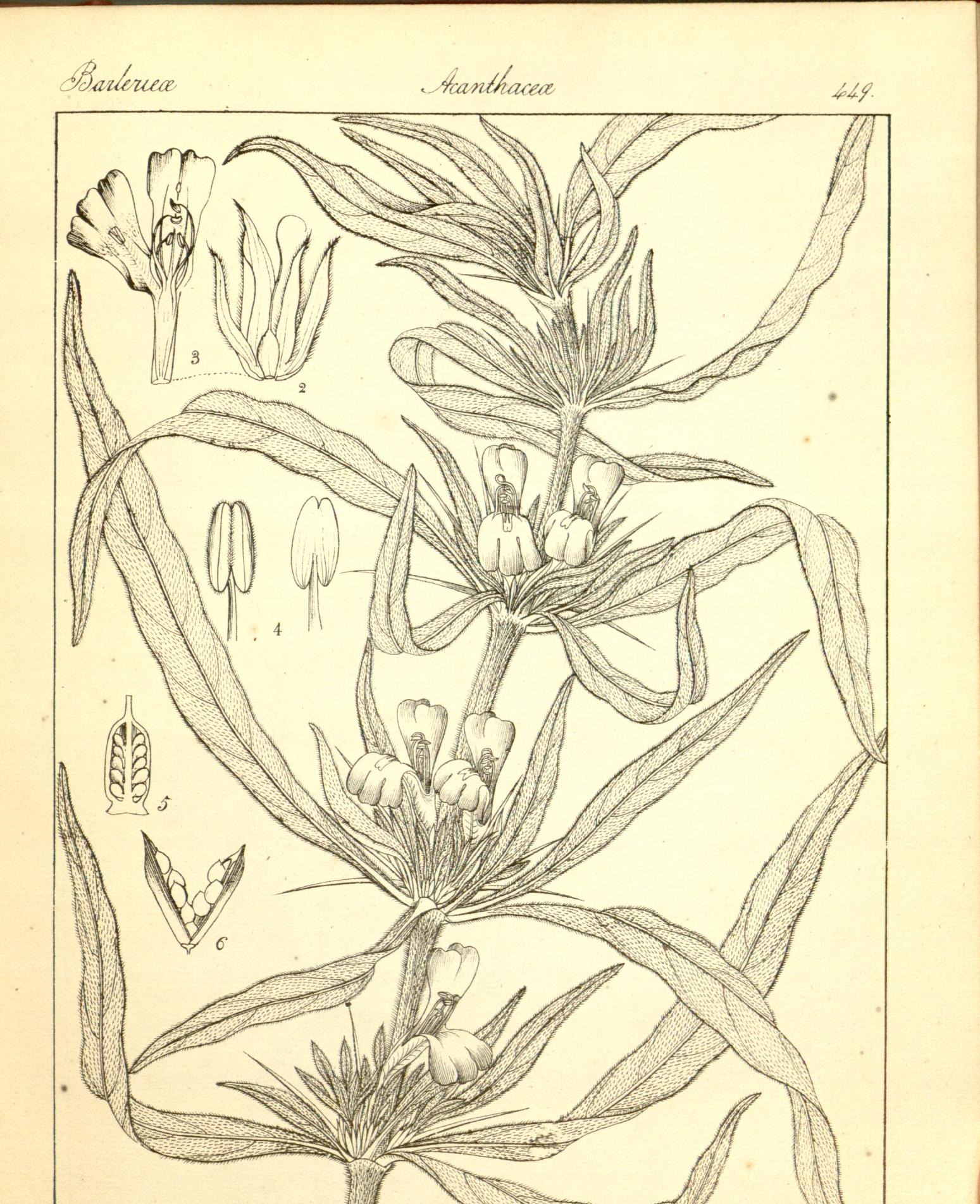 Plate 449