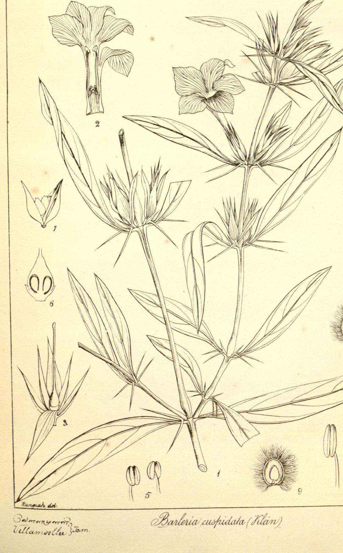 Plate 451