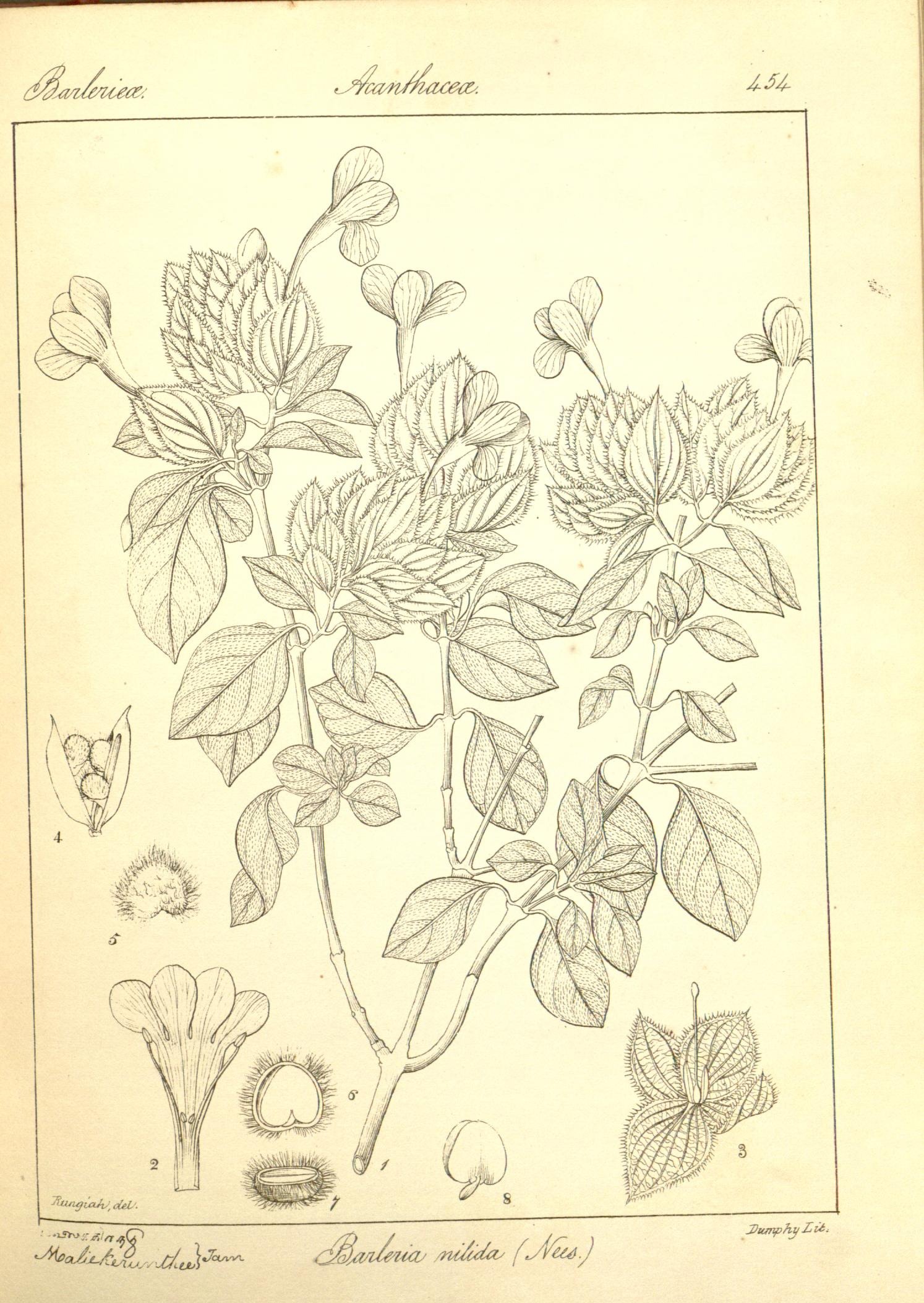 Plate 454