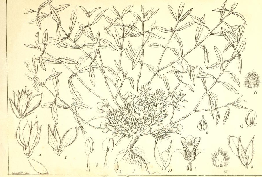 Plate 455