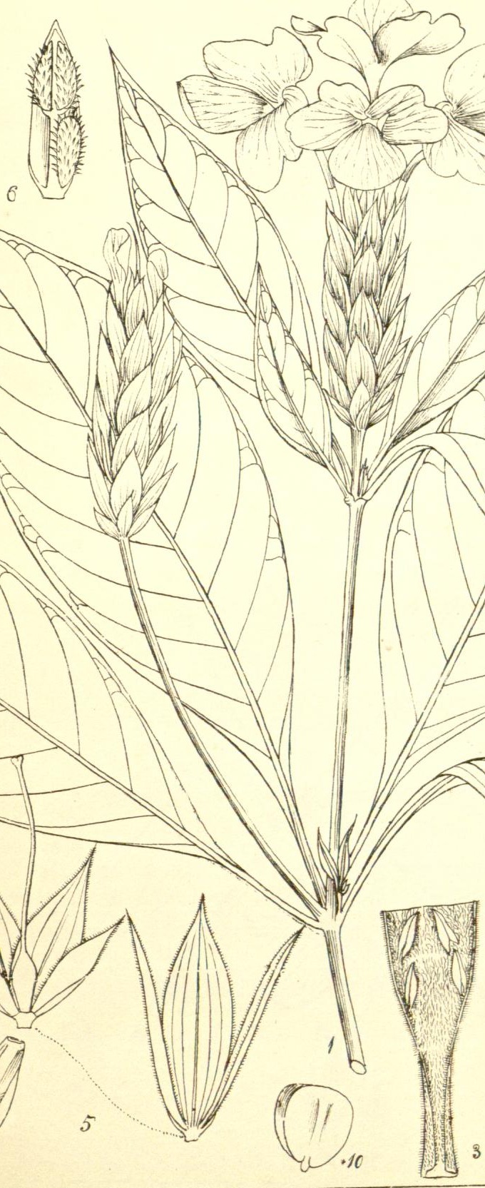 Plate 460