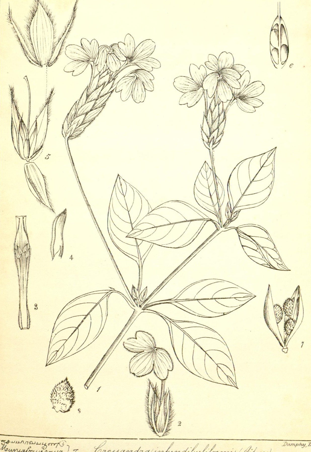 Plate 461