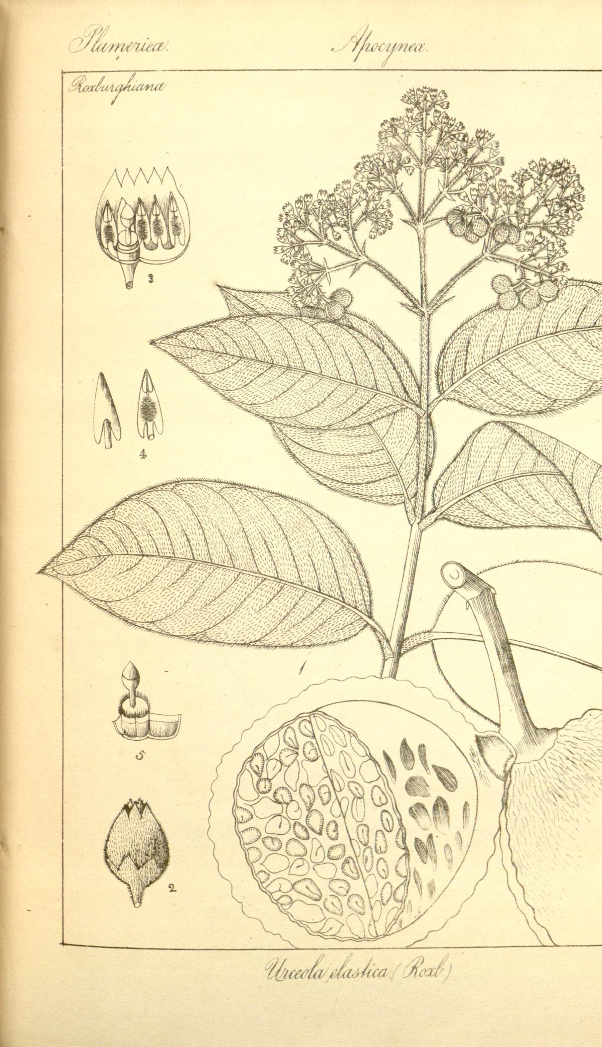 Plate 473