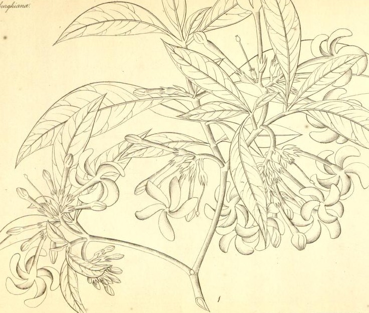 Plate 476