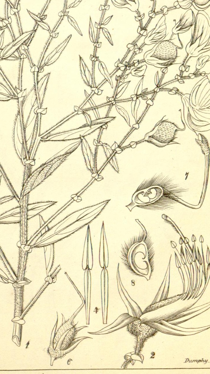 Plate 480