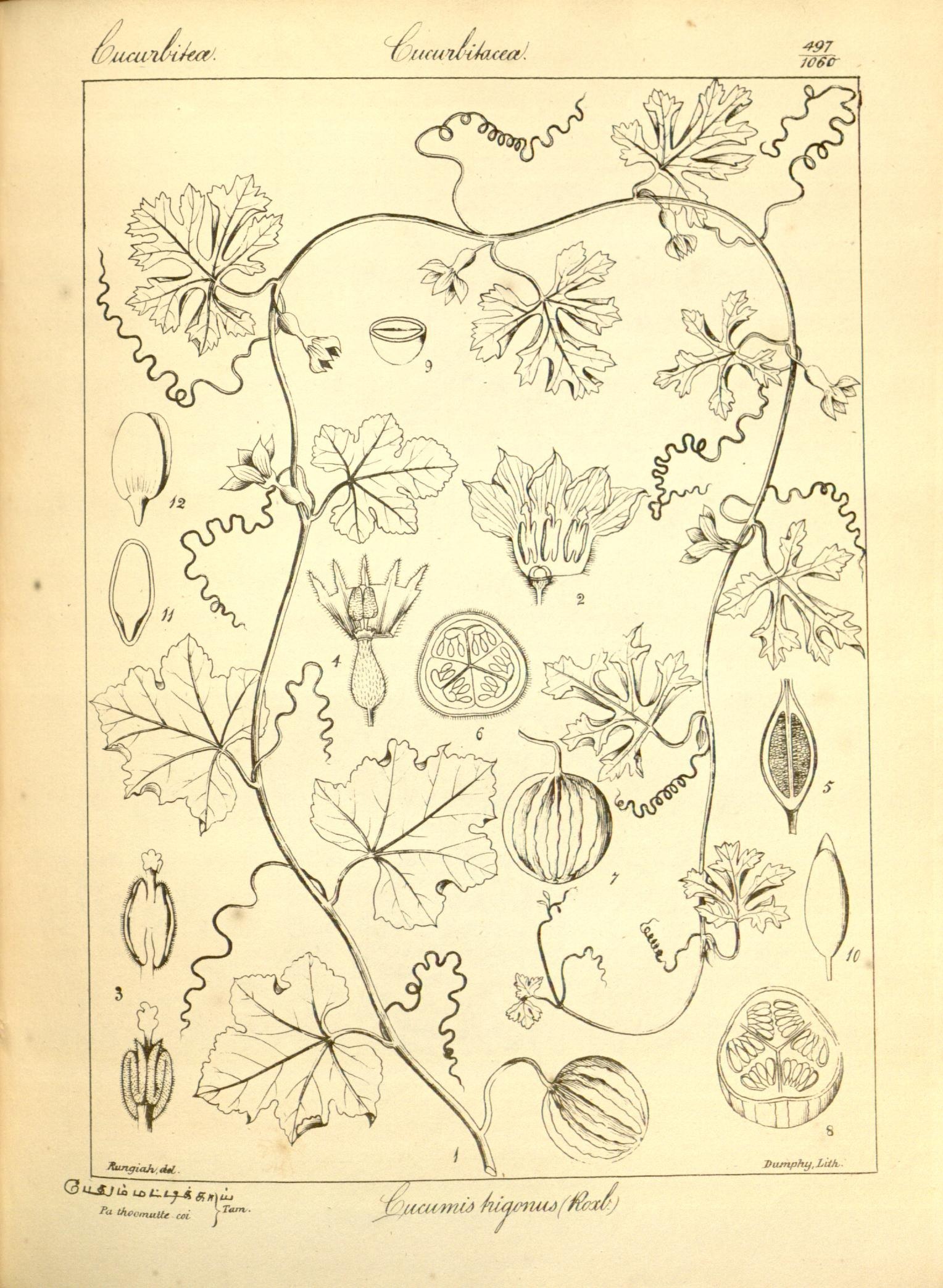 Plate 497