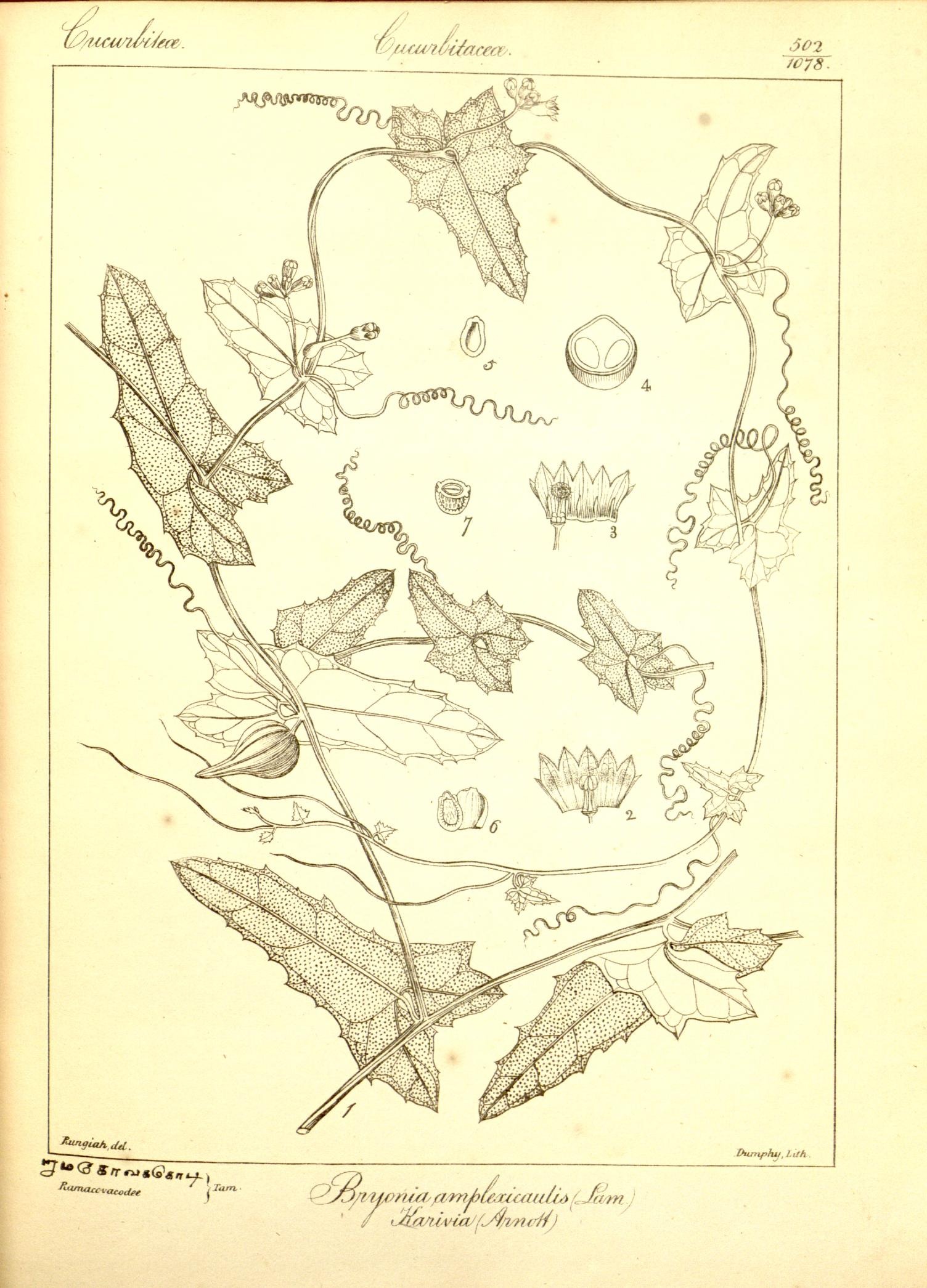 Plate 502