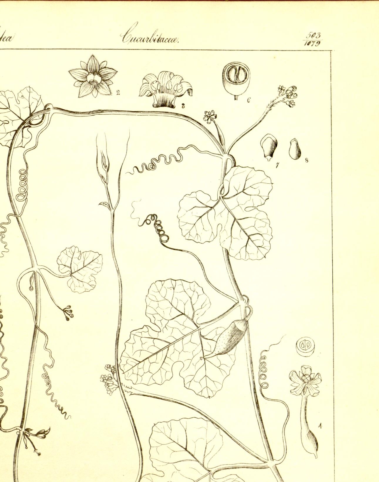 Plate 503