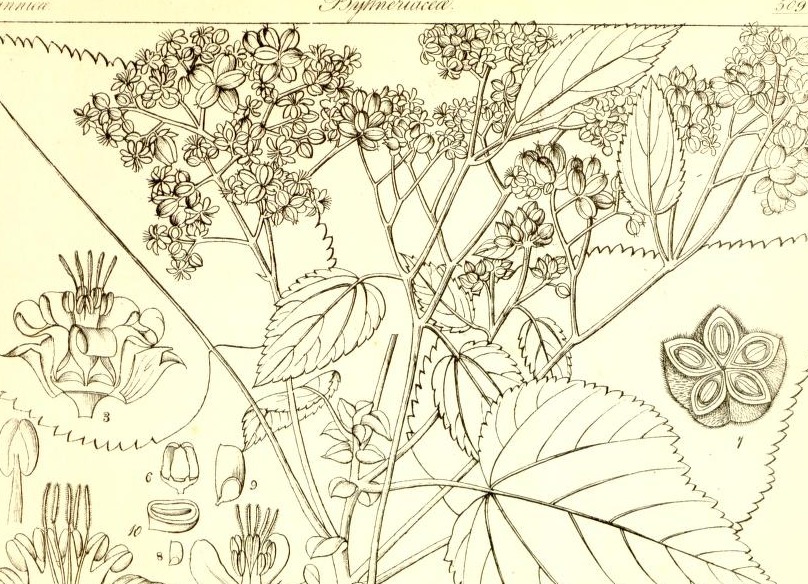 Plate 509
