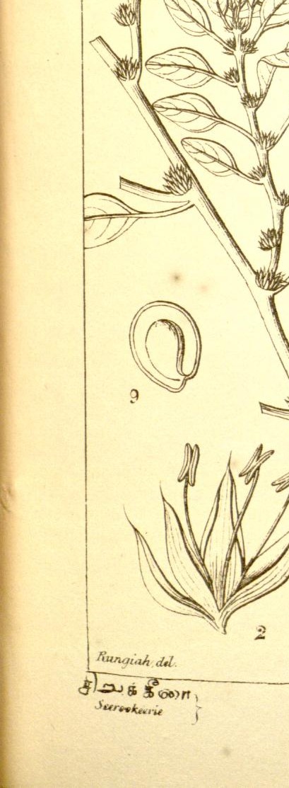 Plate 512