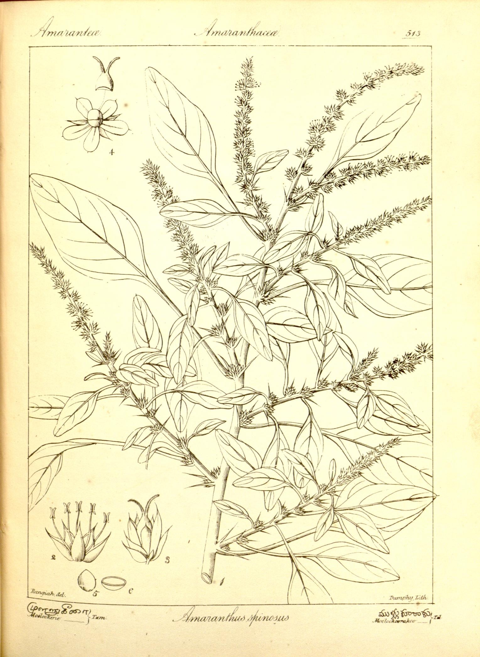 Plate 513