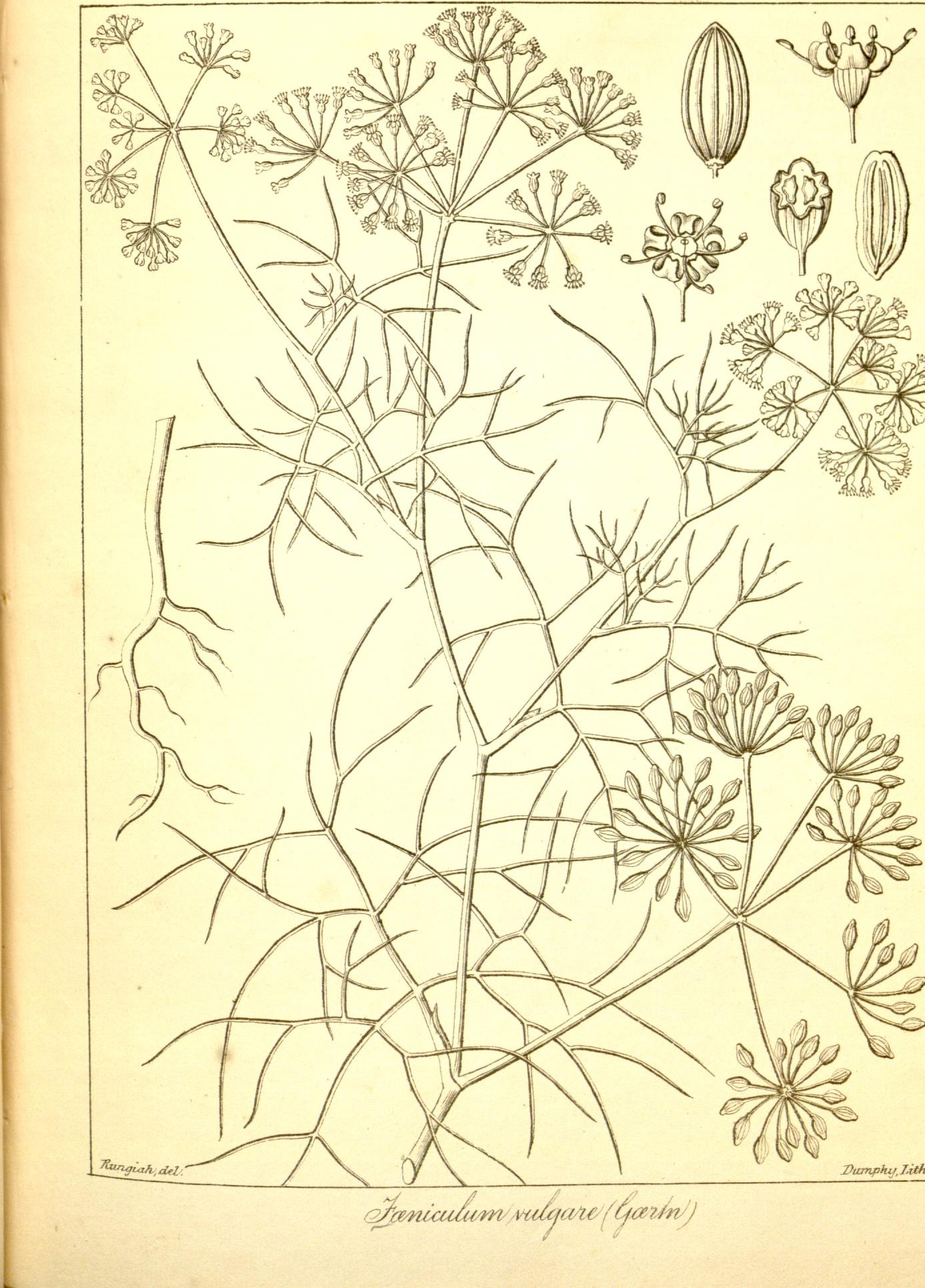Plate 515