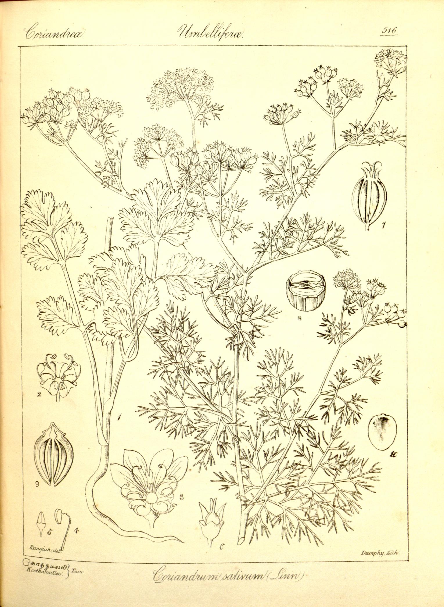 Plate 516