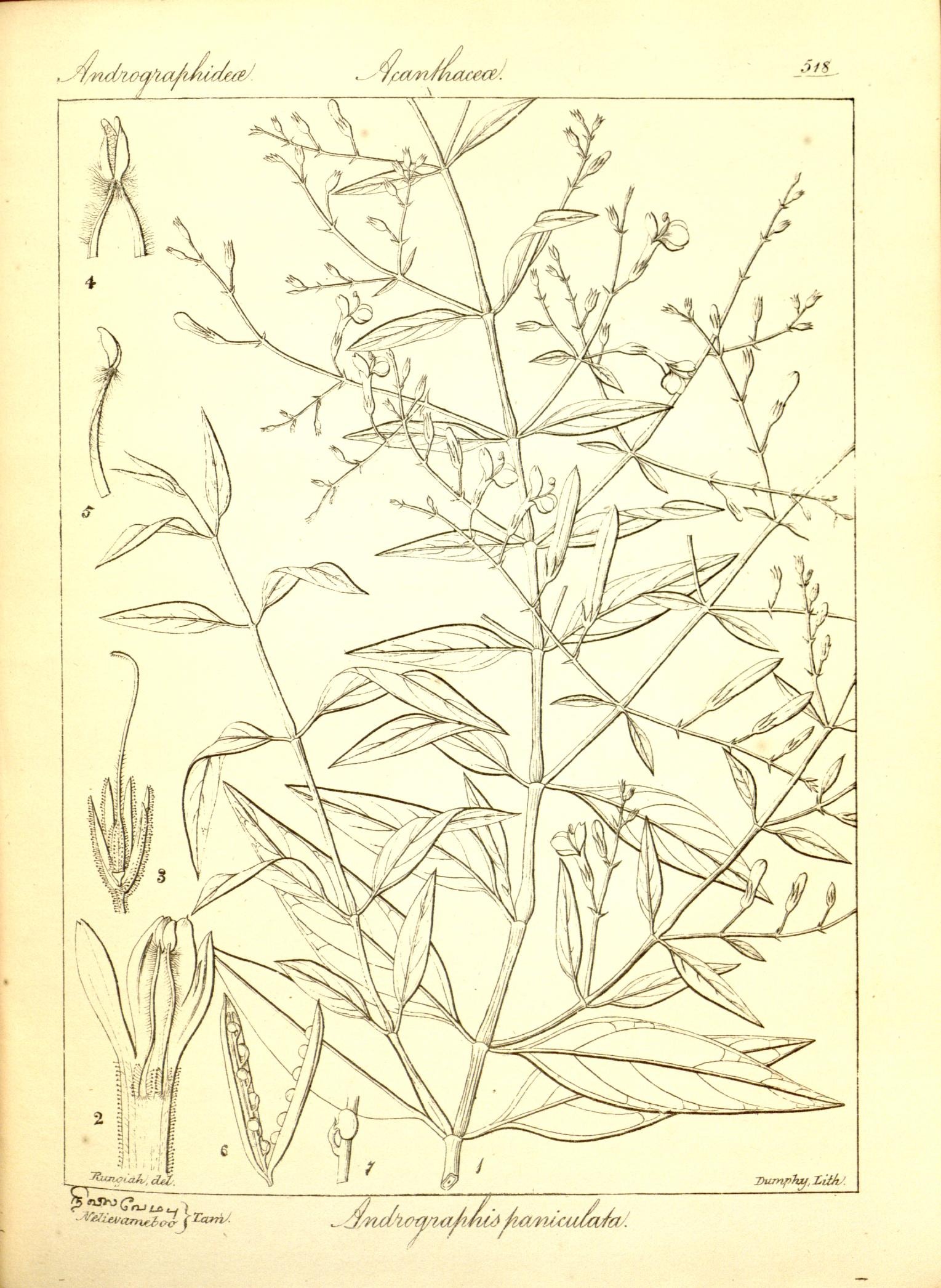 Plate 518