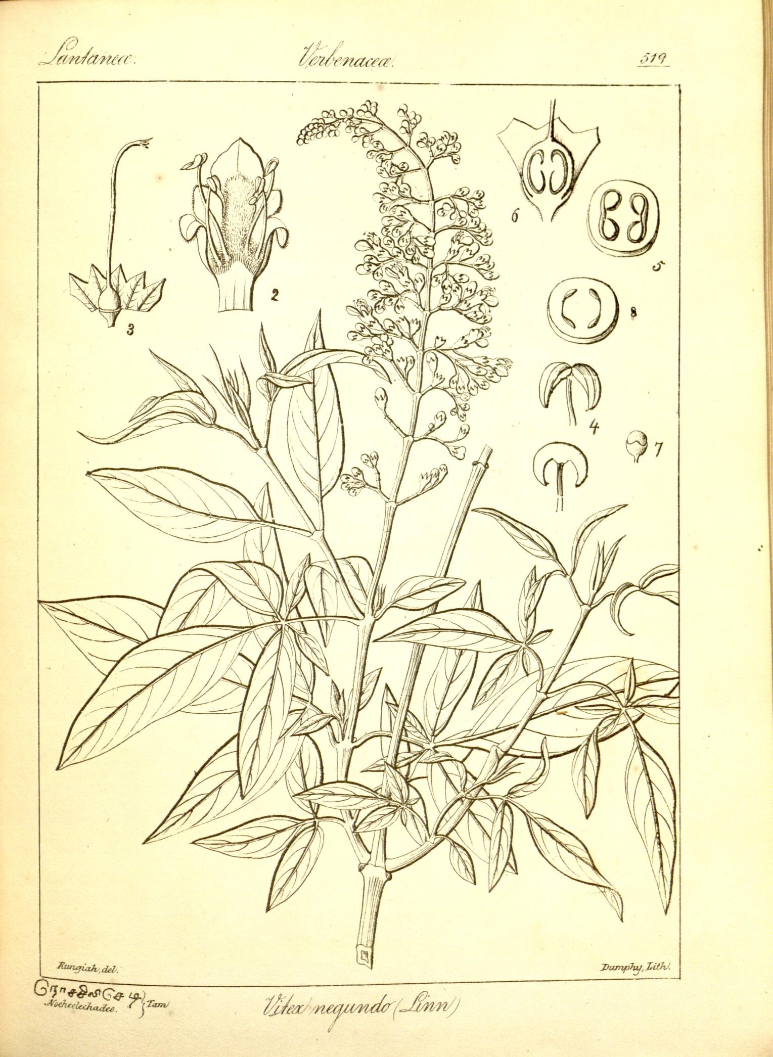 Plate 519
