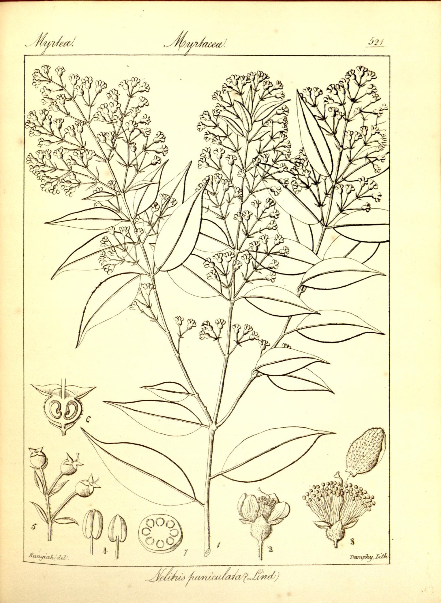 Plate 521