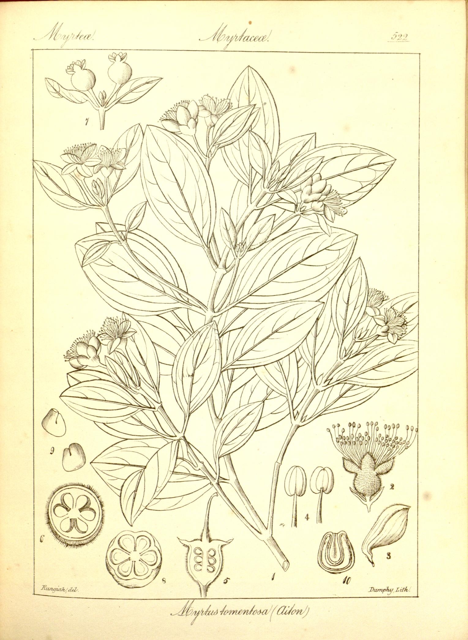 Plate 522