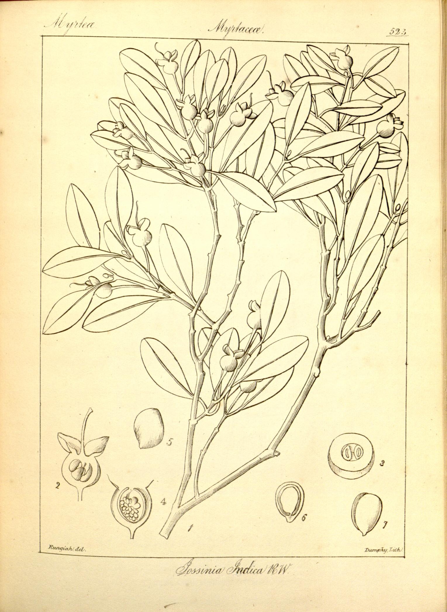 Plate 523