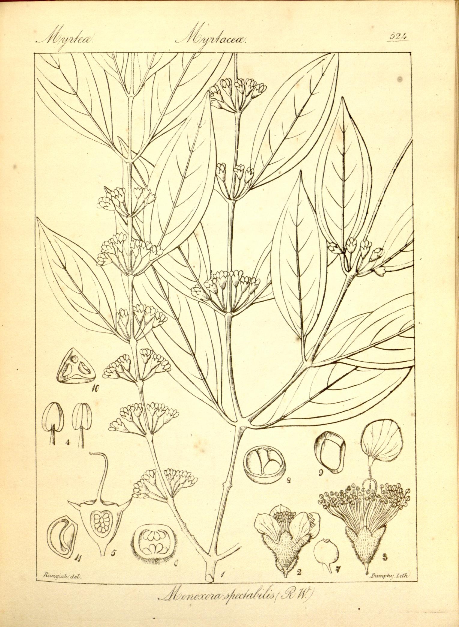 Plate 524