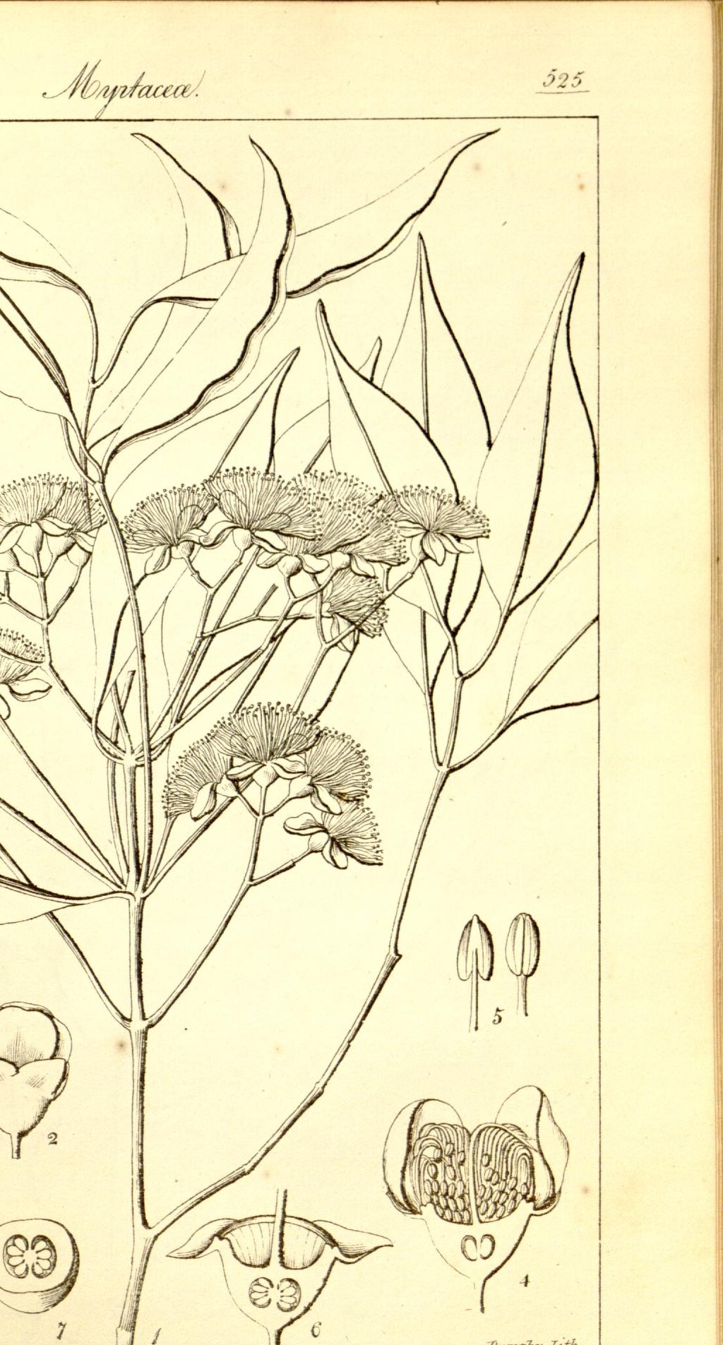 Plate 525