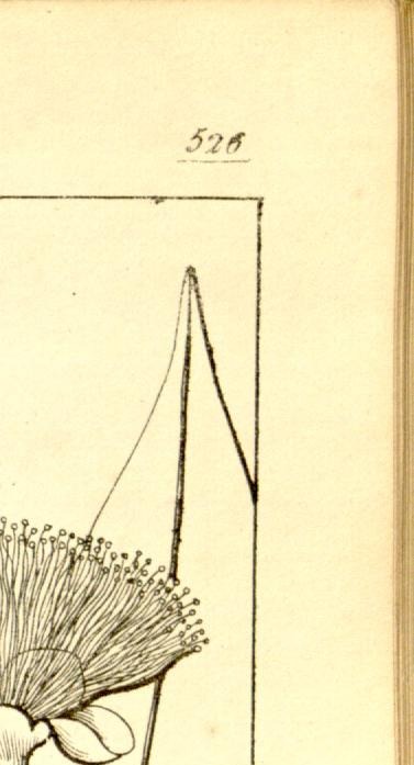 Plate 526