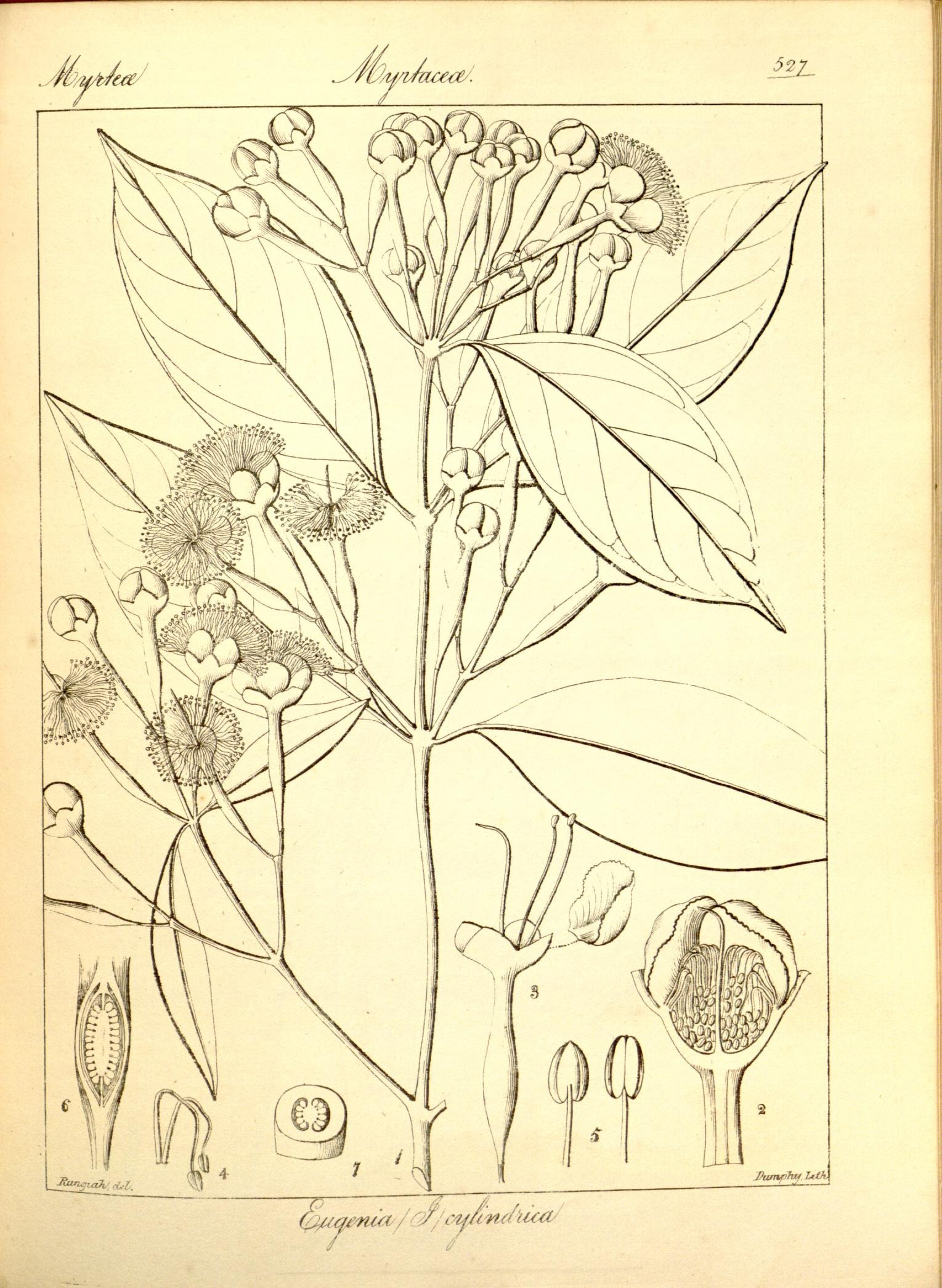 Plate 527