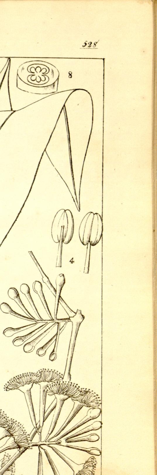 Plate 528