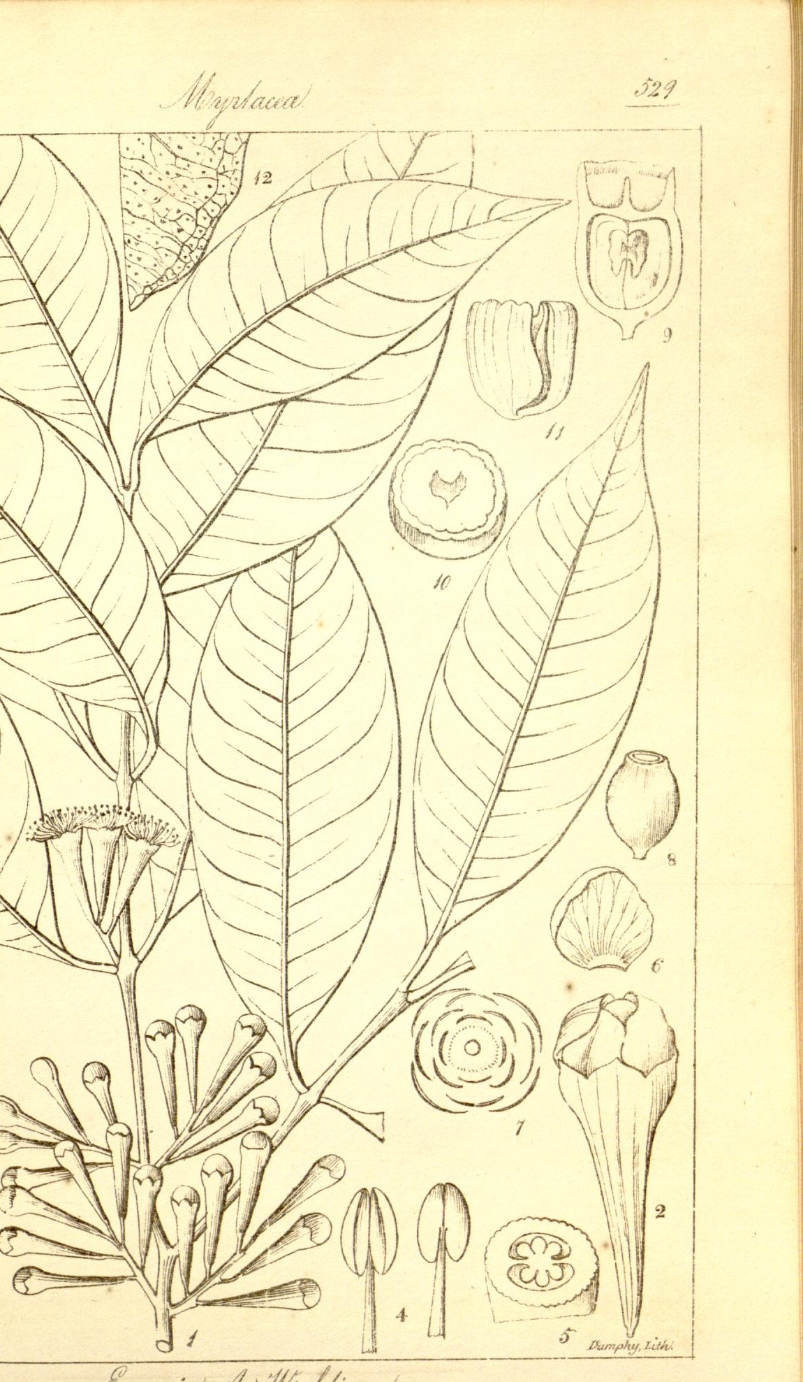 Plate 529