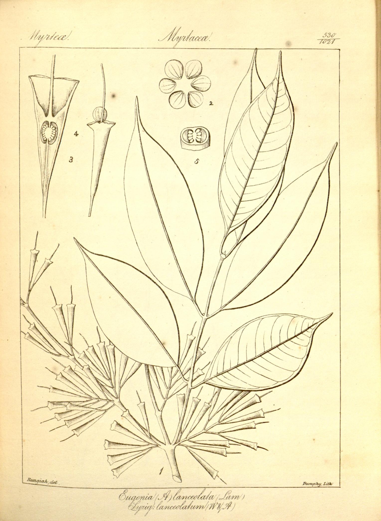 Plate 530