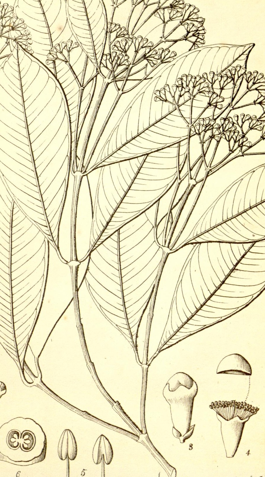 Plate 531