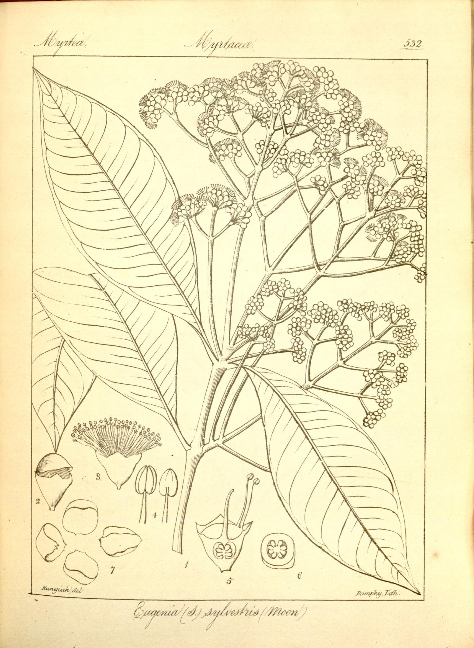 Plate 532