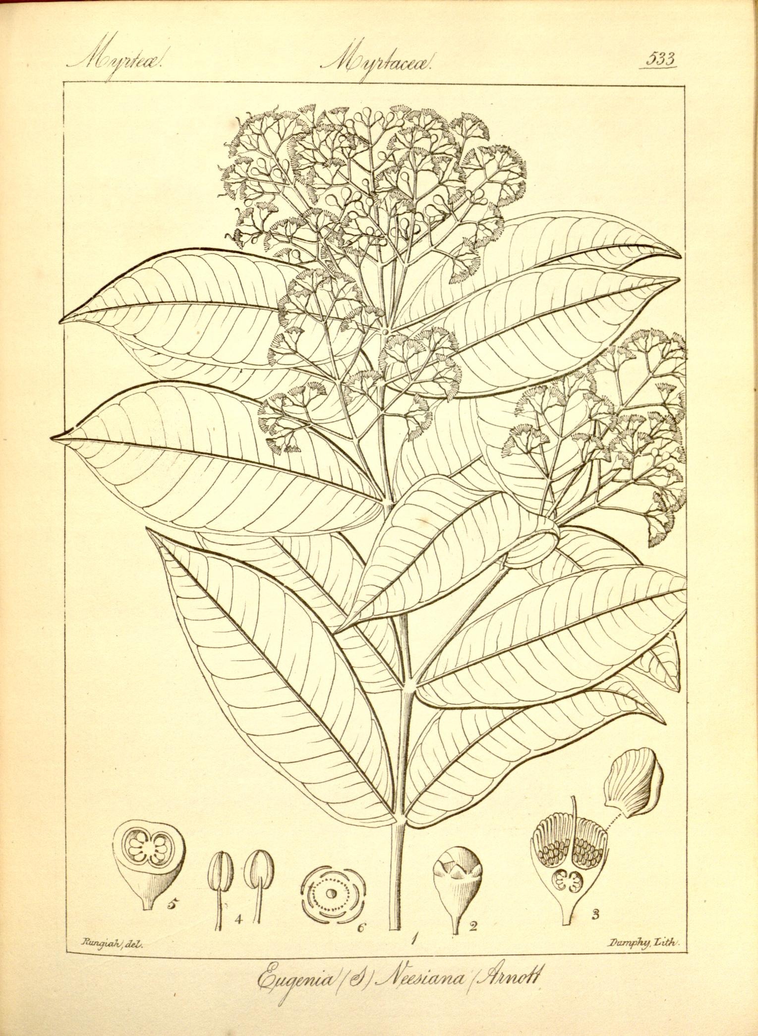 Plate 533