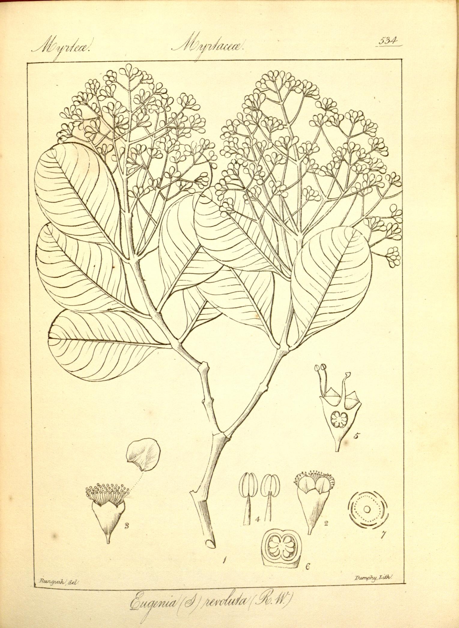 Plate 534