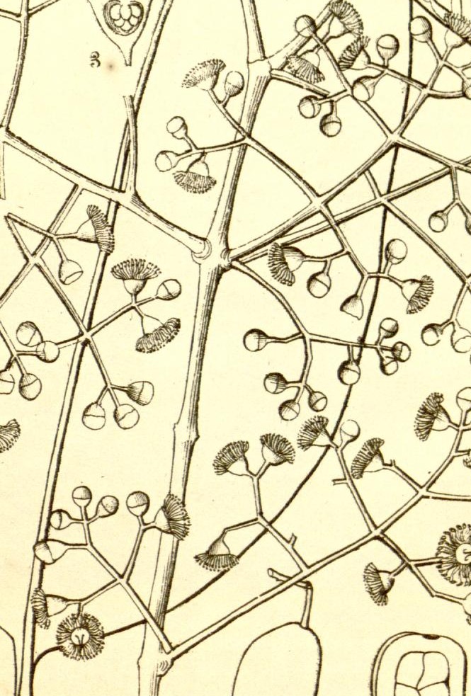 Plate 535
