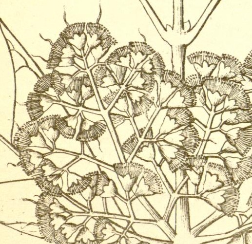 Plate 536
