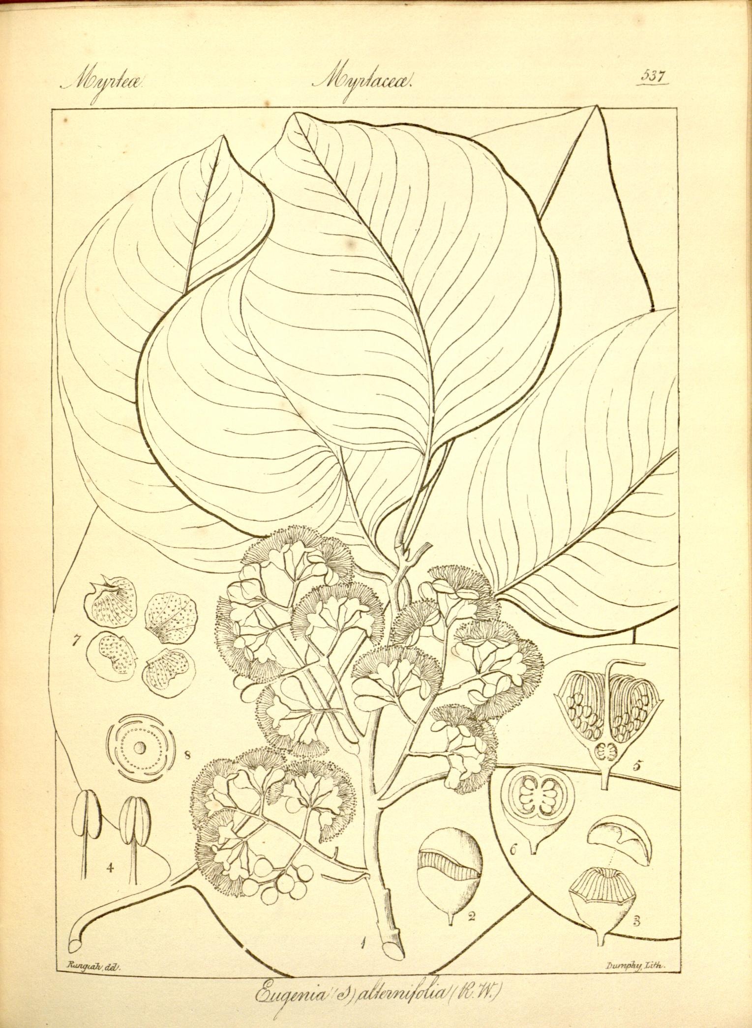 Plate 537