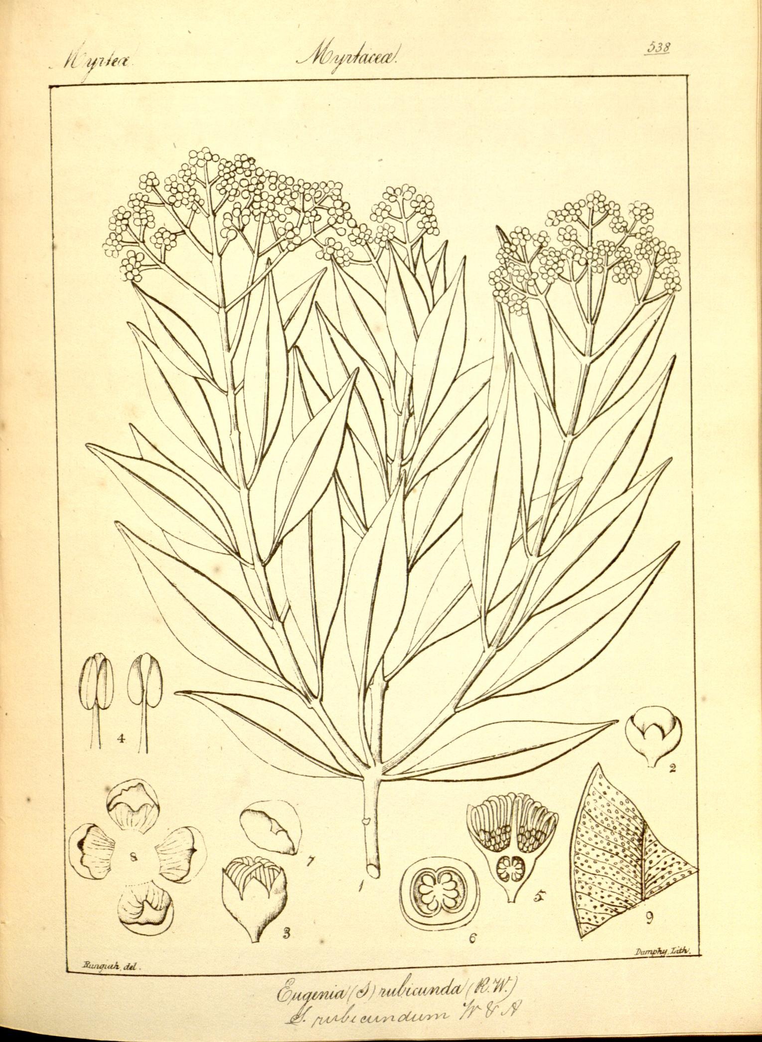 Plate 538