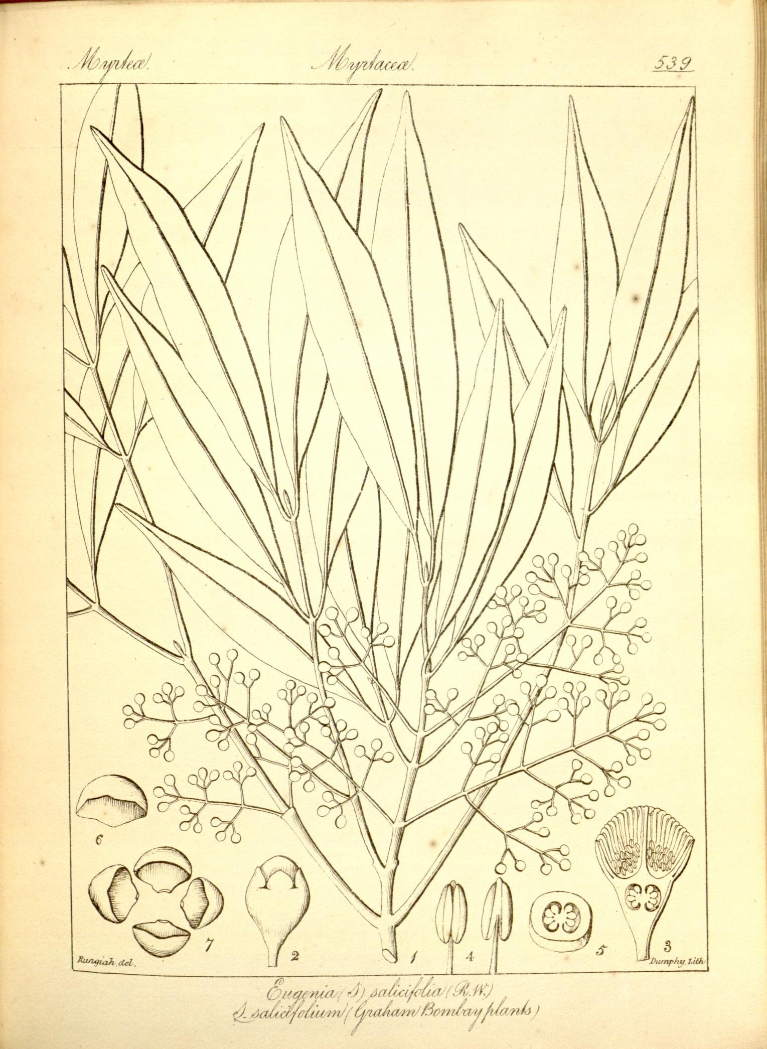 Plate 539